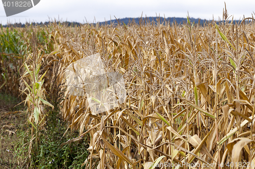 Image of mature corn crop