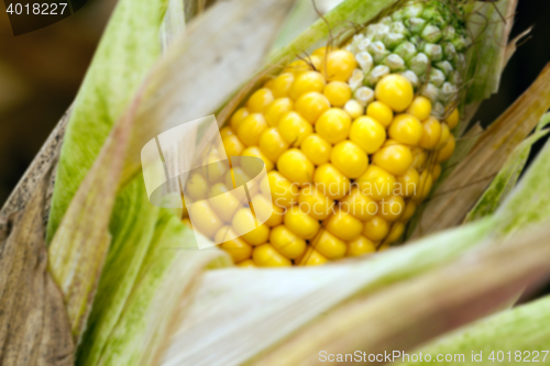 Image of mature corn crop