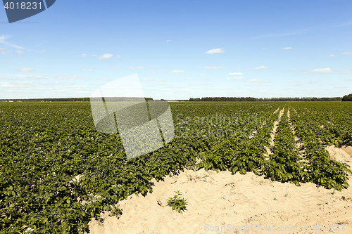Image of Field with potato