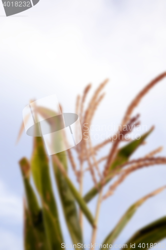 Image of Green immature corn