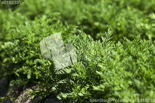 Image of Field with carrot