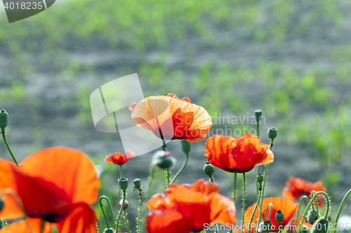 Image of Red poppy flowers