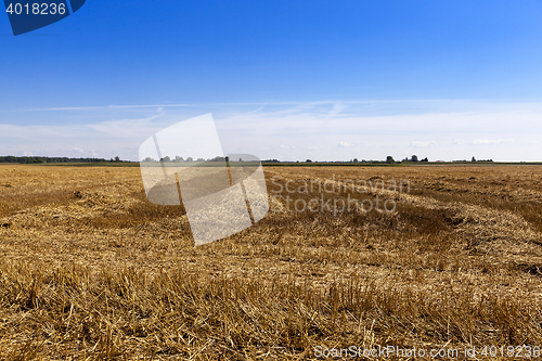 Image of harvest of cereals