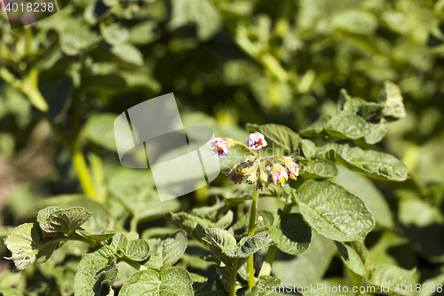 Image of flowering potatoes, close-up
