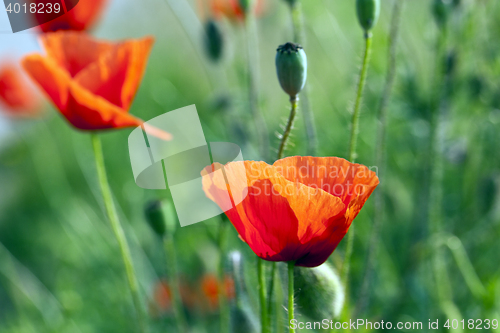 Image of blooming red poppies