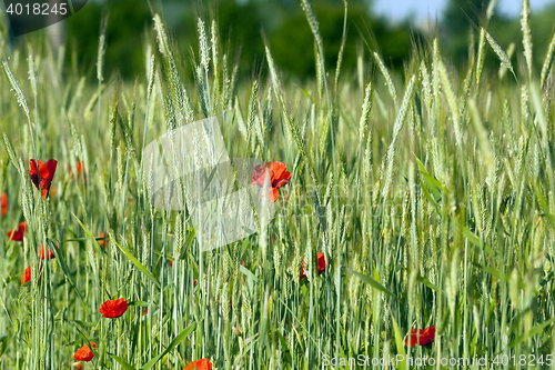 Image of red poppies. summer