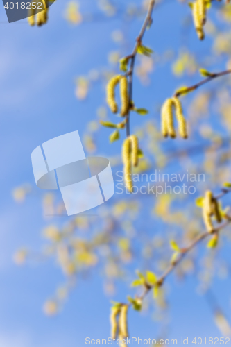 Image of birch trees in spring