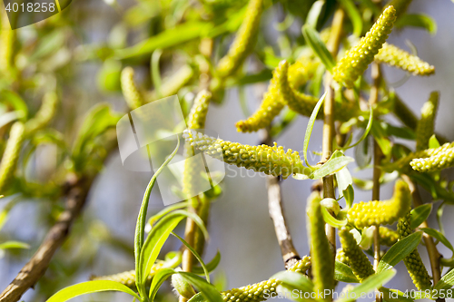 Image of trees in the spring