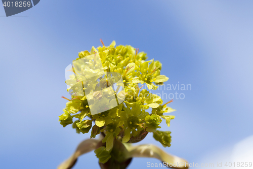 Image of flowering maple, close up