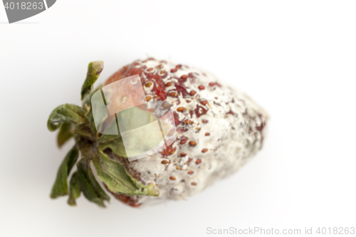 Image of Strawberry with mold