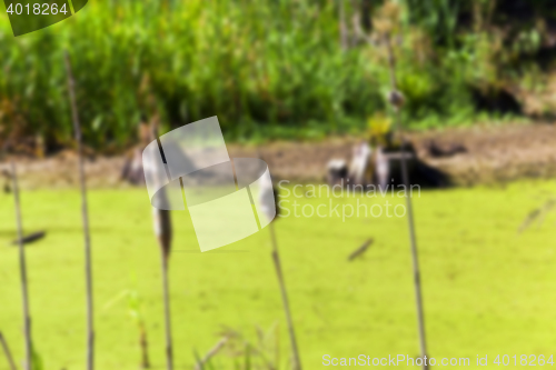 Image of moorland, summer time