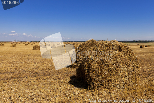 Image of stack of straw in the field