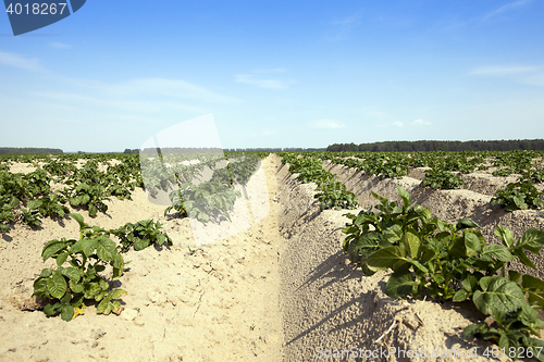 Image of Agriculture, potato field