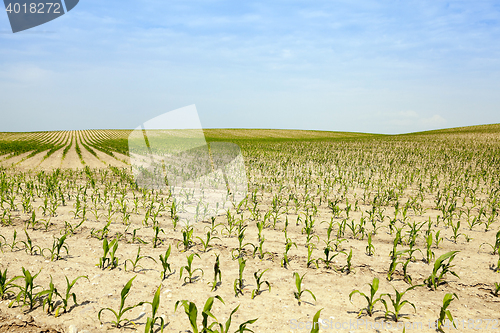 Image of Corn field, summer