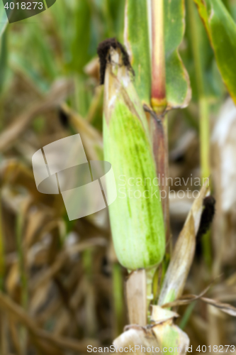 Image of field with mature corn