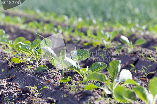 Image of green cabbage in a field