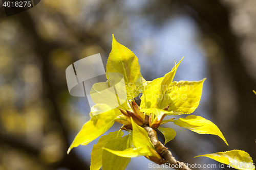 Image of linden trees in the spring