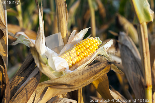 Image of ripe corn, autumn