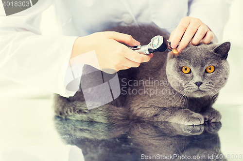 Image of close up of vet with otoscope and cat at clinic