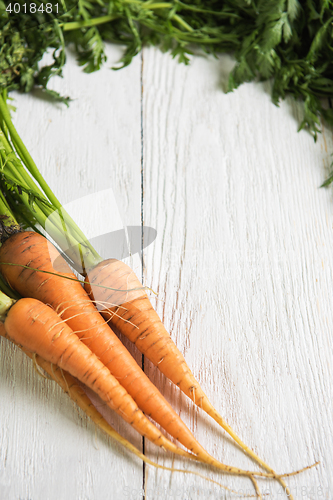 Image of Freshly grown carrots