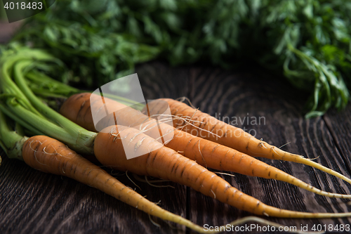 Image of Freshly grown carrots