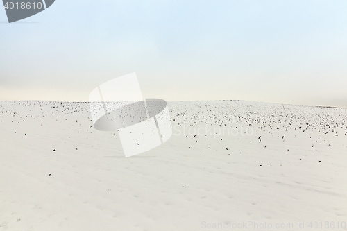 Image of agriculture field in winter