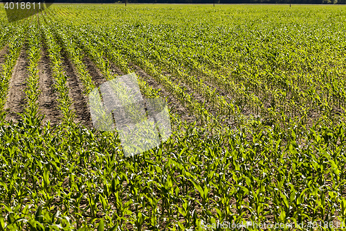 Image of Field with corn