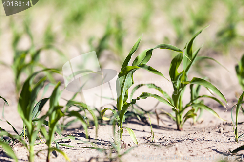 Image of green corn. Spring