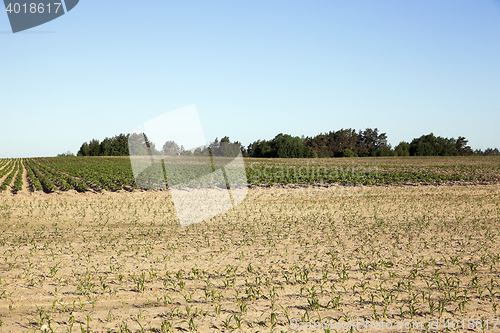 Image of potato field, spring