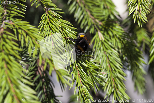 Image of green fir tree close-up