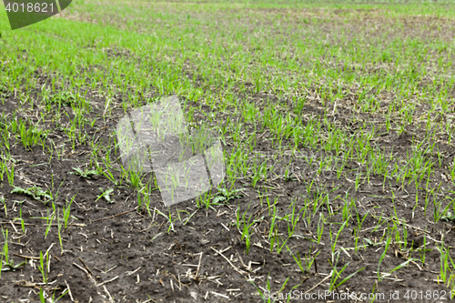 Image of young grass plants, close-up