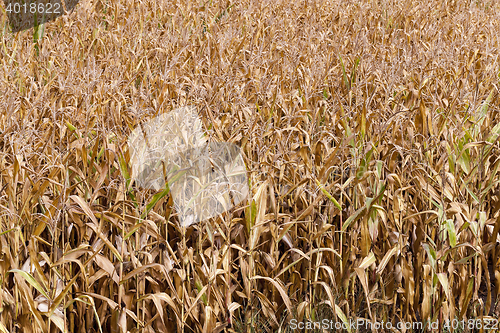 Image of ripe corn, autumn