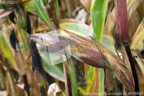 Image of field with mature corn