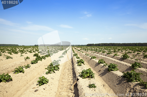 Image of Agriculture, potato field
