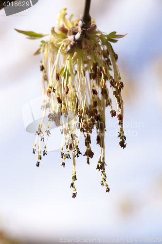 Image of flowering maple, close up