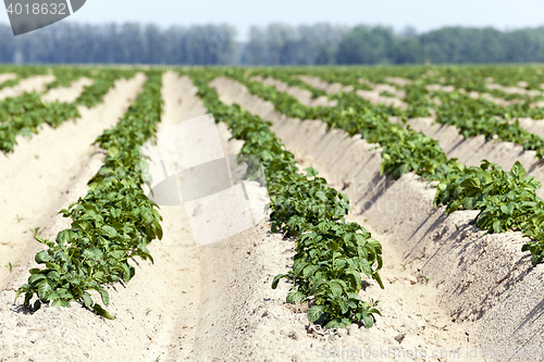 Image of Agriculture, potato field