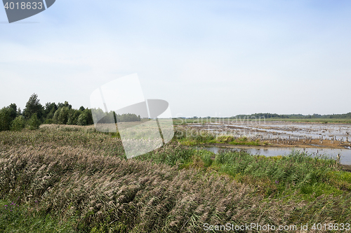 Image of moorland, summer time