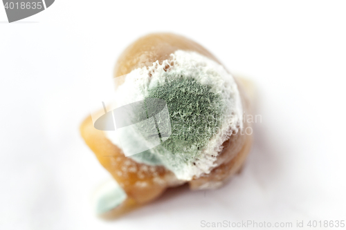 Image of mold on mushrooms