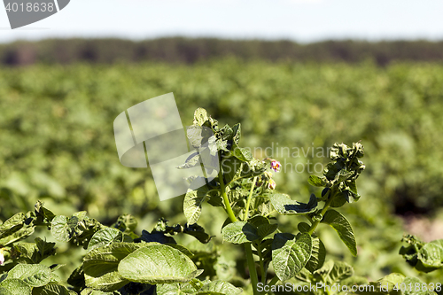 Image of Field with potato