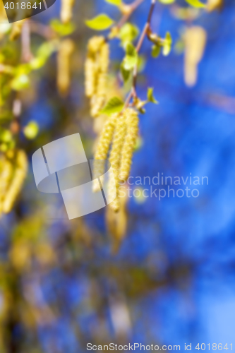 Image of trees in the spring