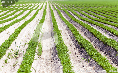 Image of Field with carrot