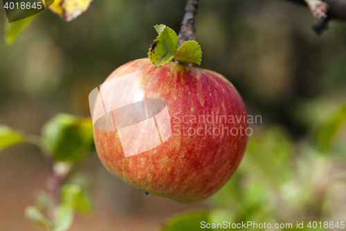 Image of Apple on a branch