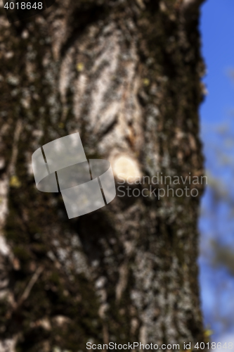 Image of tree bark, close-up