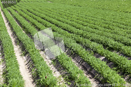 Image of Field with carrot