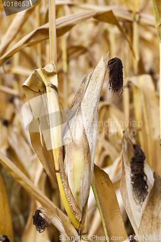 Image of ripe corn, autumn