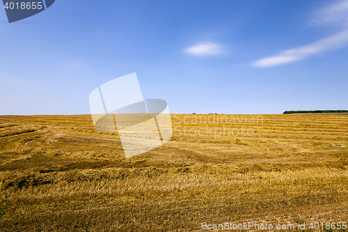 Image of agriculture cereals. summer