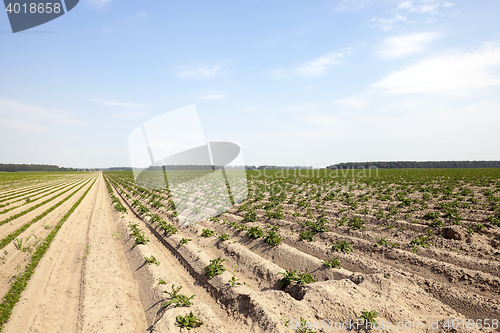 Image of Potatoes in the field