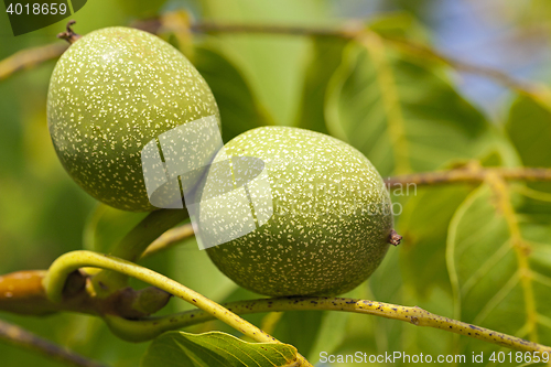 Image of unripe green walnuts