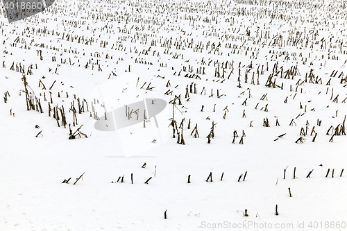 Image of agriculture field in winter