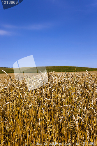 Image of grow ripe wheat.